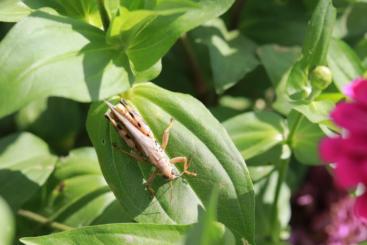 También cuenta con un área que puedes ver cómo se siembran las fresas. Según la finca, se siembran miles de plantas diariamente que florecerán y darán fruto para primavera.