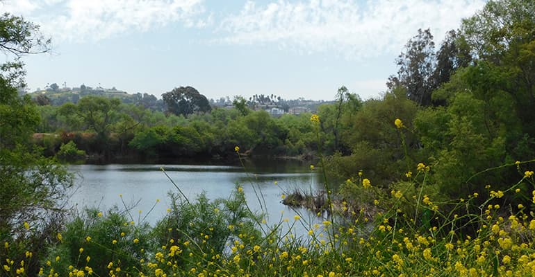 <b>Sweetwater River at Morrison Pond</b>
<br>Locación: San Diego
<br>Aviso actual: Precaución
<br>Manténgase alejado de las algas y la escoria en el agua. No permita que las mascotas entren al agua, beban el agua o coman la escoria de la orilla. Mantenga a los niños alejados de las algas. No coma mariscos de este cuerpo de agua.