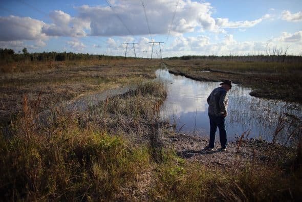 Se cree que la invasión de pitones comenzó a raíz de que hubiera gente que las tenía como mascotas y, al entender que ya no podían cuidarlas más, decidieron liberarlas en los Everglades