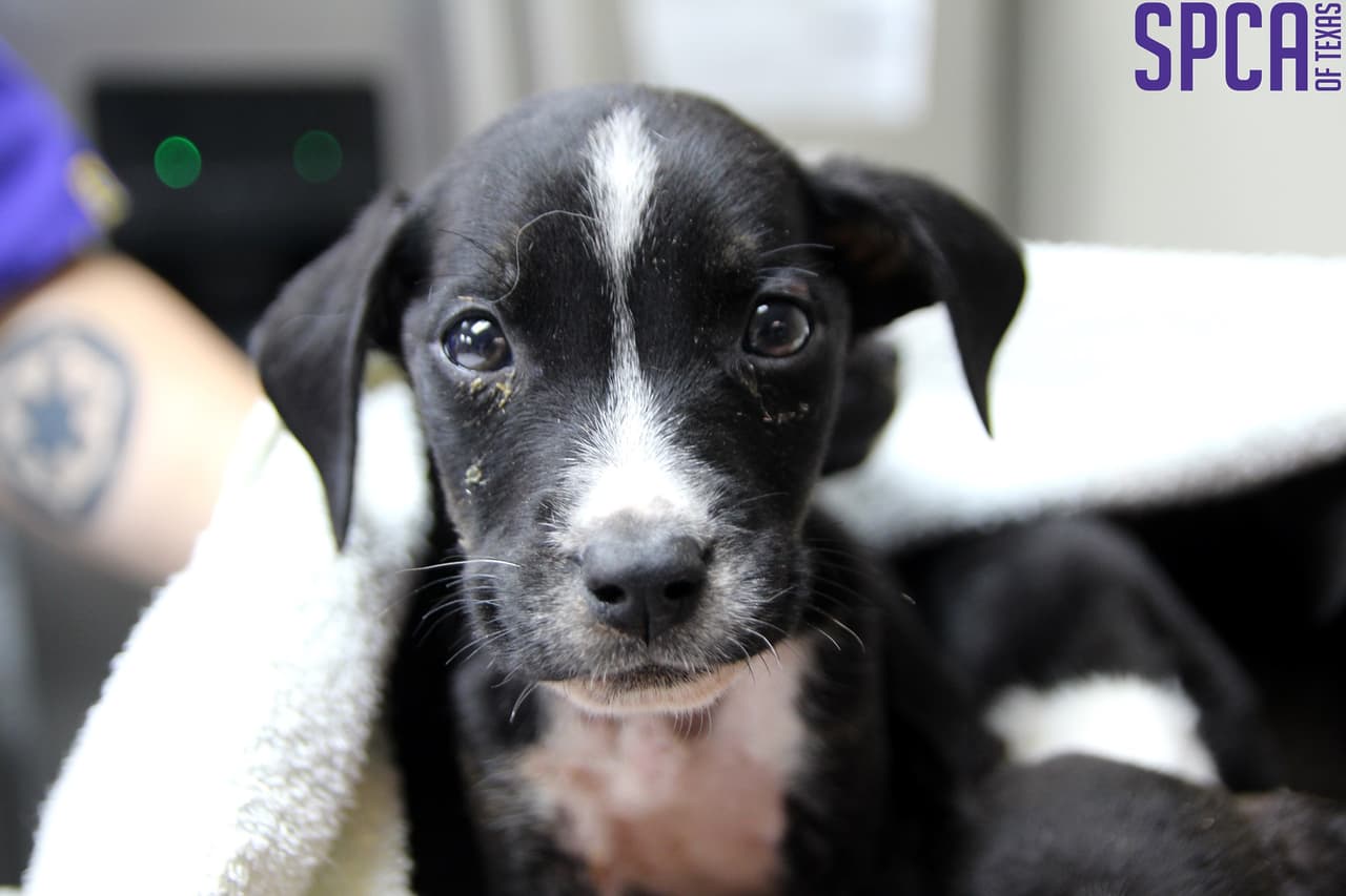 SPCA se encargó de atender de inmediato la salud de estos cachorros abandonados.