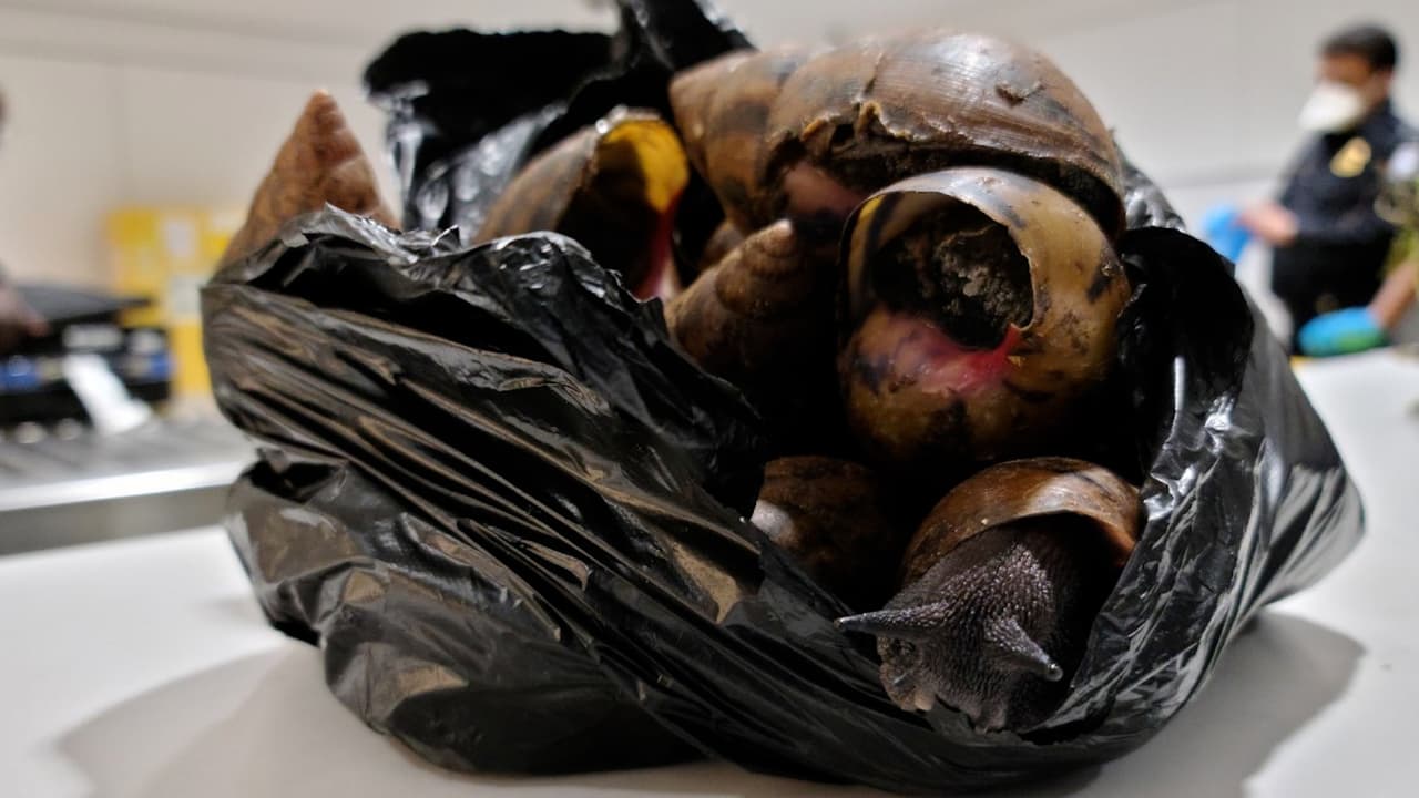 Los funcionarios de aduana descubrieron 22 caracoles gigantes (Lissachatina fulica), una especie altamente invasiva.