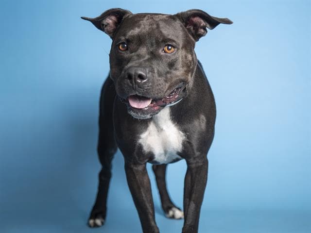 Bear es un campeón de 6 años que busca alguien con quien jugar.