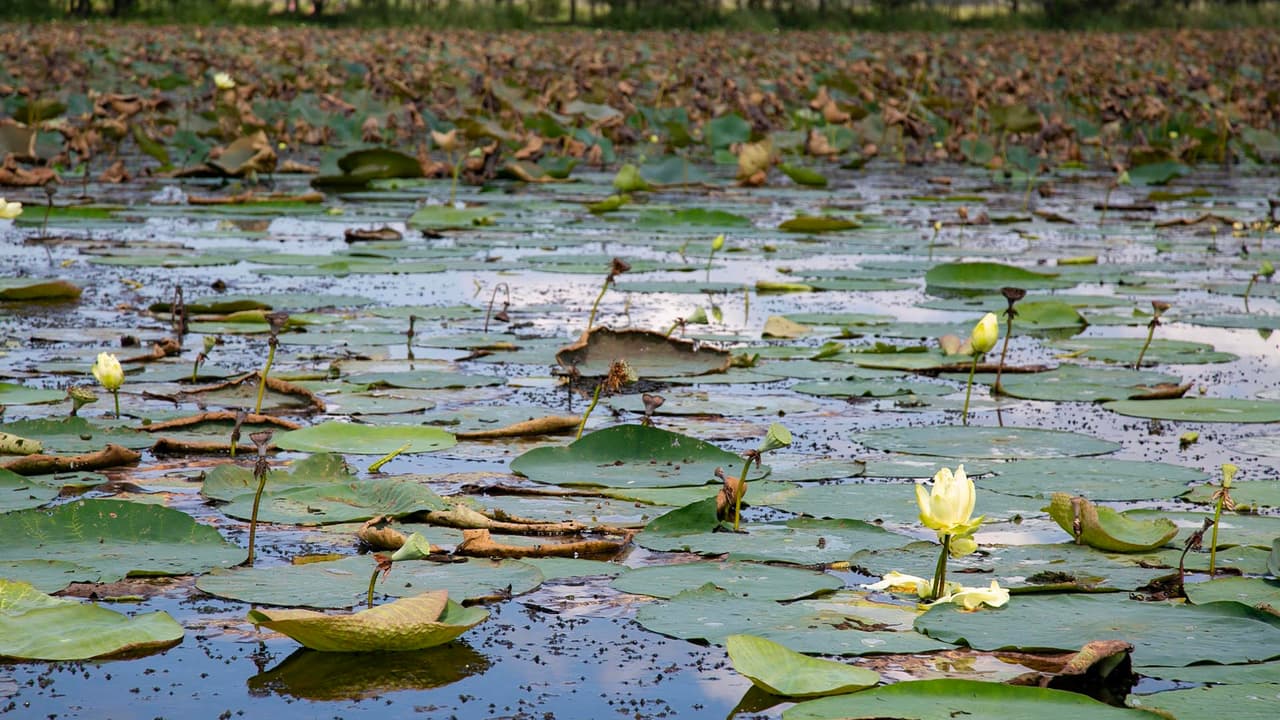 Algunos pantanos no solo son escenarios de los caimanes sino de asombrosas flores que nacen en este ambiente.