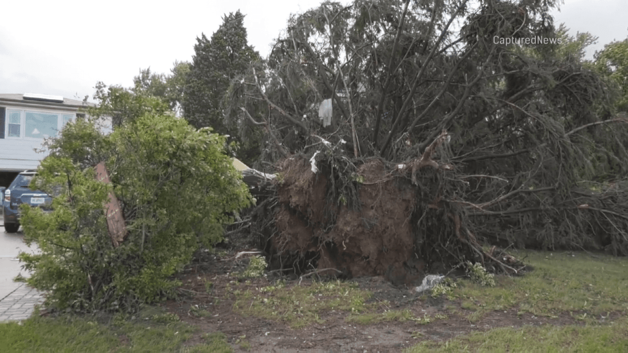 Los fuertes vientos registrados en la localidad de Countryside, IL. derribaron árboles enteros de los patios.