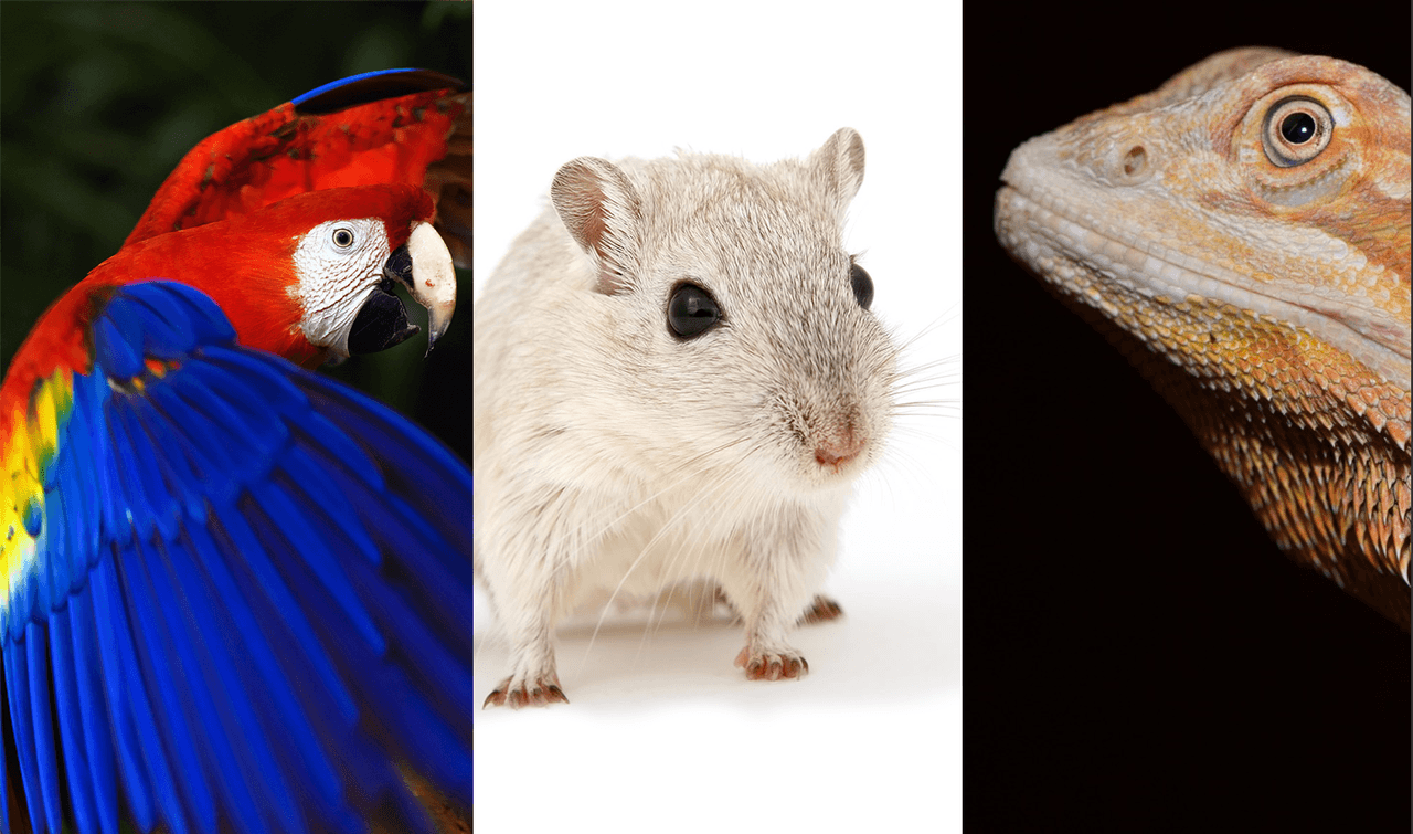 Lo que tienen en común las plumas, los pelos y las escamas