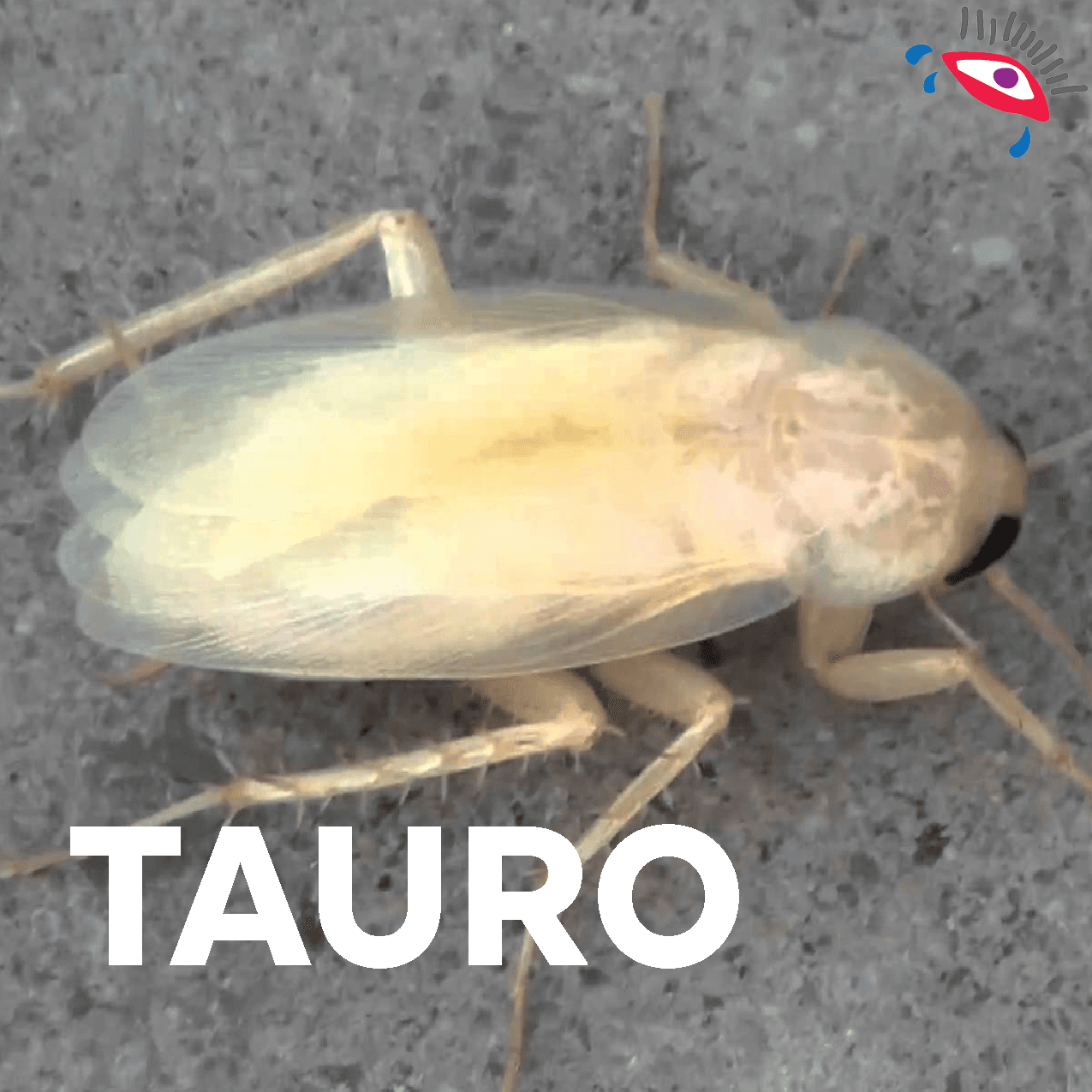 Siempre te ha fascinado el mundo de lo único y lo original, vas a reencarnar en una preciosa cucaracha albina y te sentirás sumamente especial entre las otras cucarachas cafés.