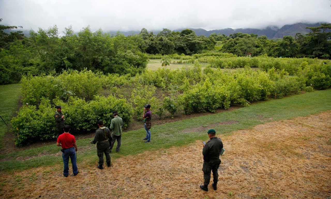 La especie de coca llamada 'Boliviana negra' es una de las que más resiste a los herbicidas.