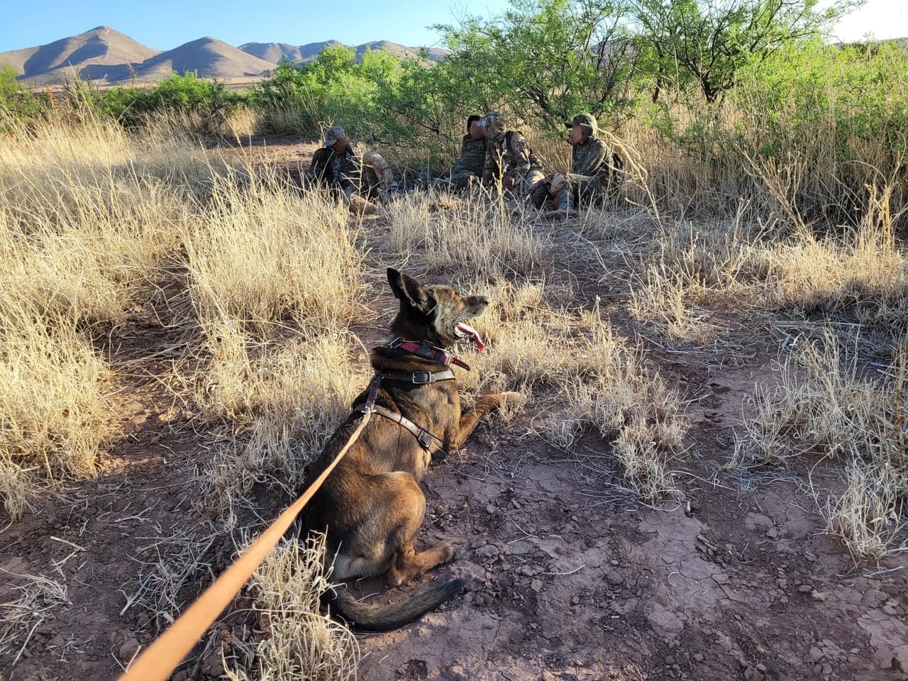 En un turno, un solo equipo #K9Team de la estación Douglas localizó a seis grupos de migrantes cerca de la frontera.