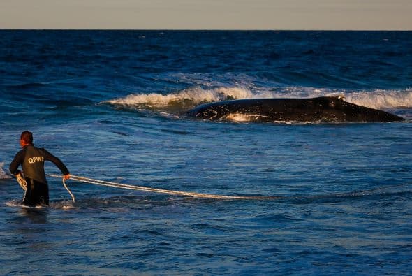 Cada año miles de ballenas quedan varadas a la orilla de la playa, algunas veces nadie se percata de esto y no pueden ayudarlas.