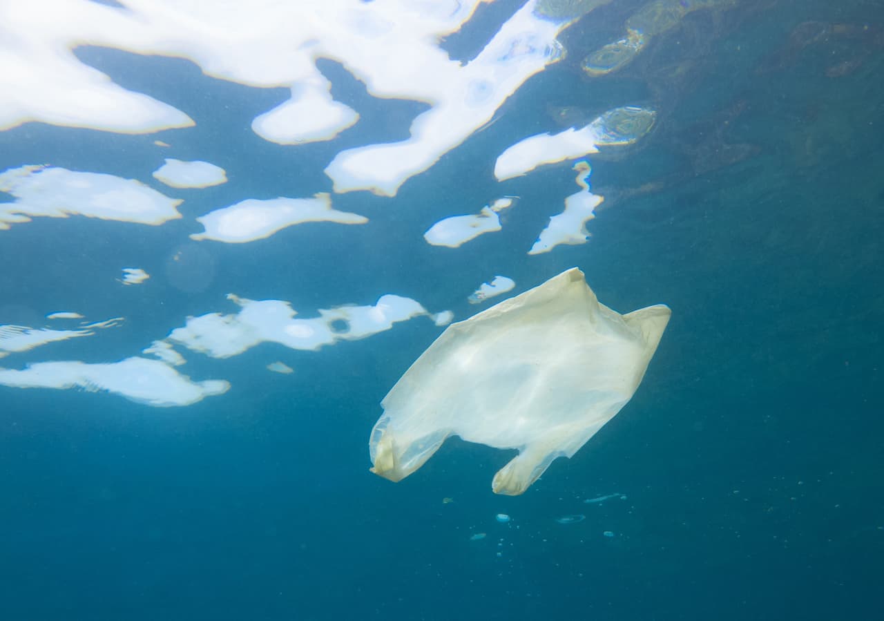 La guerra de Chile contra las bolsas plásticas salvará millones de especies marinas