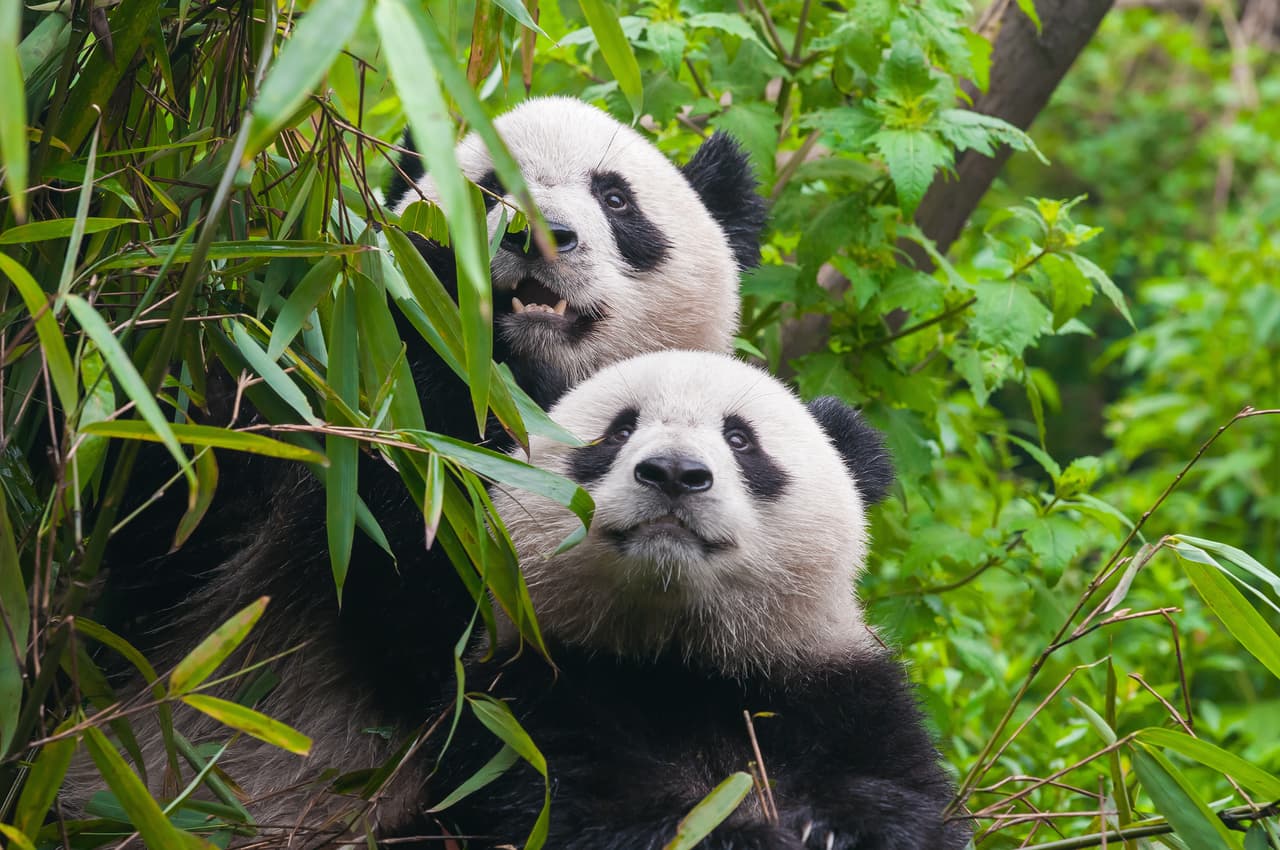 El estatus de conservación de los pandas ha mejorado en los últimos años. Se celebra que han pasado de ser clasificados como una especie en peligro de extinción a ‘tan solo’ vulnerables. Sus números poblacionales han aumentado y eso no es poco. Pero aún queda mucho por recorrer antes de considerar a la especie recuperada y viable.