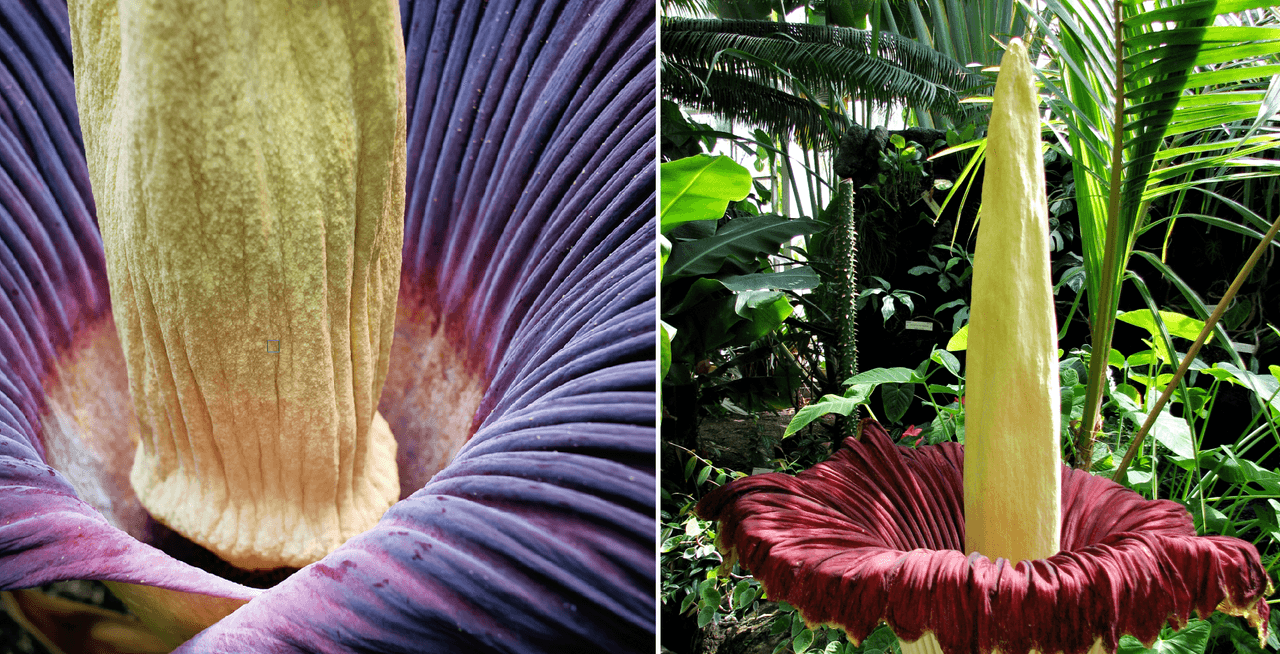 “Prepare sus fosas nasales”: Flor que emite olor a cadáver florecerá en el zoológico de San Antonio