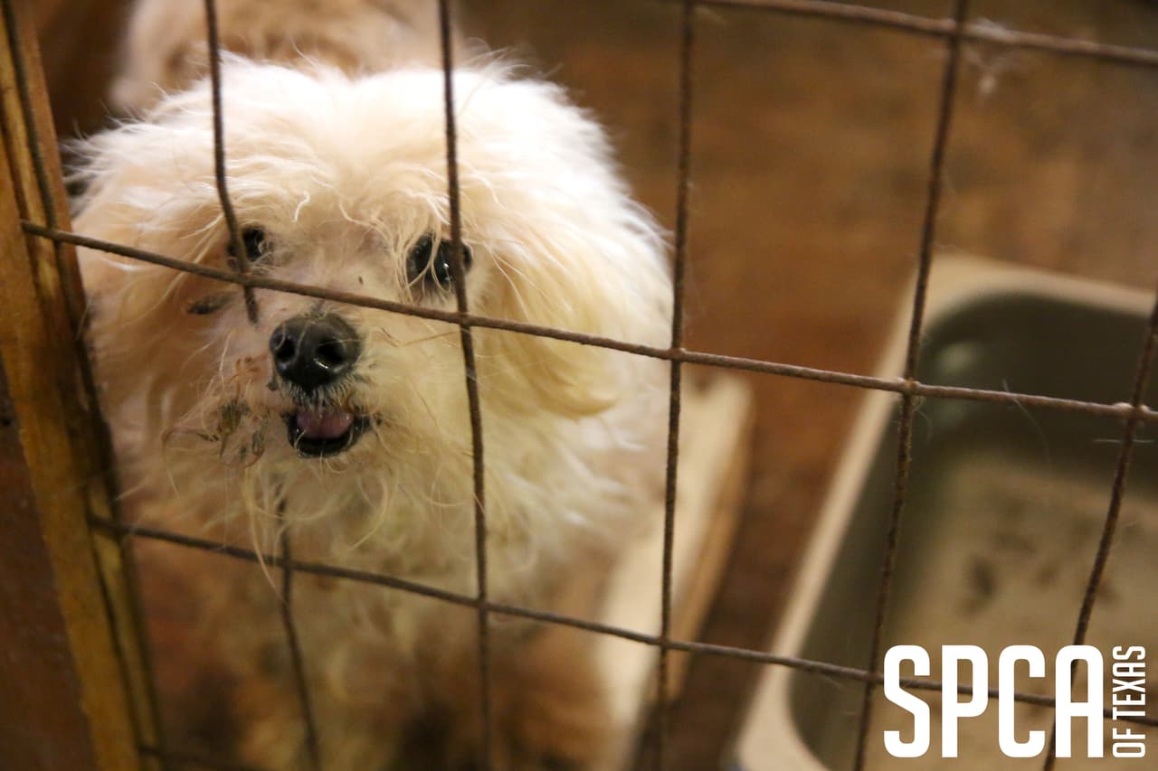 Los animales son atendidos en un centro de atención veterinaria en Dallas hasta una audiencia sobre su custodia que se realizará el 23 de marzo.