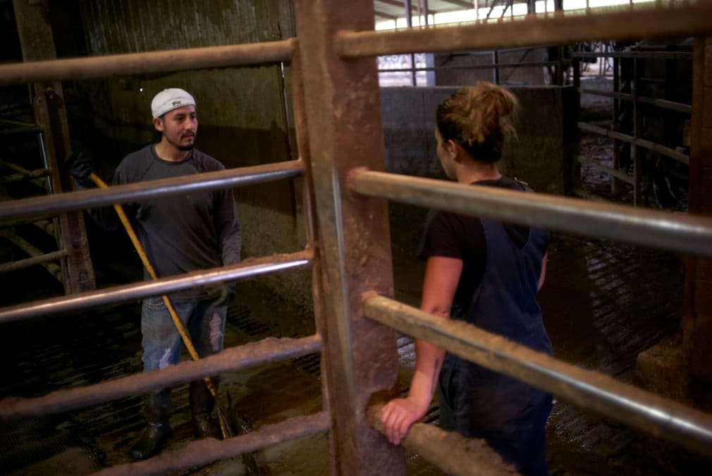 Abby Driscoll and Manuel Estrada a migrant worker from Mexico tend to cows on Abby's family owned farmTuesday July, 25, 2017 Newton, Wi. Dairy farms are dependent on migrant workers to help with the many aspects of running a farm. They along with many other farms are now running into issues getting help due to the current administrations stance on immigration making many workers return to home countries in fear of being arrested in the United States while looking for work.CREDIT: Darren Hauck for Center for Investigative Reporting