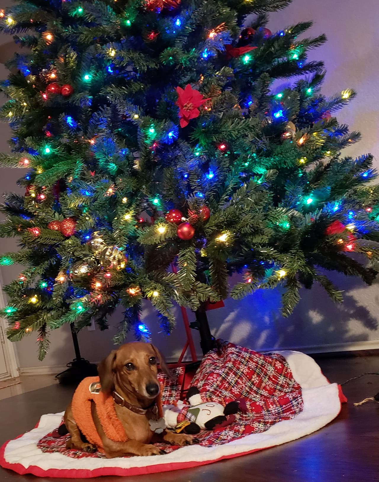 Dulce Maria Solis comparte esta foto de 'Monito' celebrando la navidad.