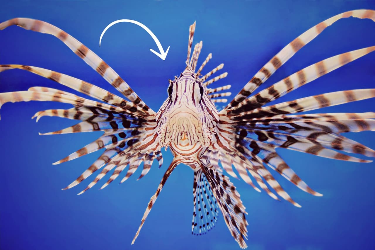 Por qué comer pez león es bueno para ti y para los océanos