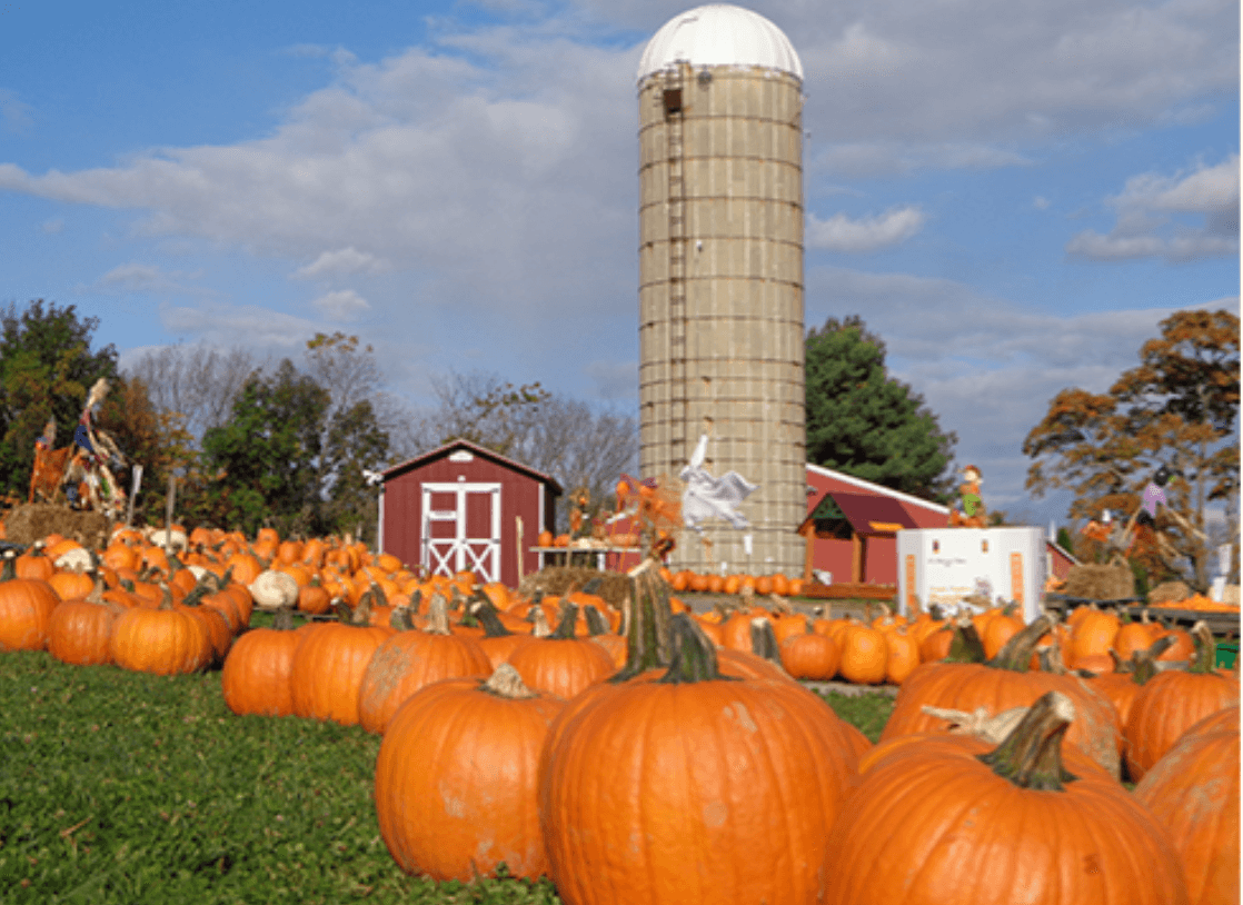 <b><a href="https://hellericksfarm.com/u-pick-crops/" target="_blank">Hellerick's Family Farm</a></b>: 55 variedades diferentes de calabazas, calabazas y calabazas están listas para ser recolectadas desde finales de septiembre hasta noviembre. Esta granja de destino se parece más a un parque de atracciones los fines de semana, cuando el imponente parque aéreo da la bienvenida a los visitantes de la ciudad, los suburbios y más allá. Su granja de aventuras de 18 acres tiene un laberinto de maíz, toboganes gigantes, un patio de juegos con llantas de tractor, una carrera de obstáculos y un área de pequeños agricultores para niños menores de cinco años, entre más de 40 atracciones
