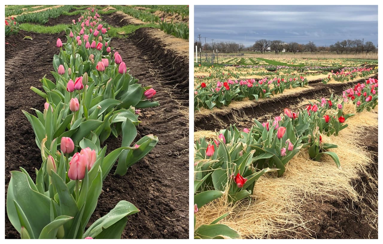 Puedes tomarte fotos y recoger tulipanes en esta finca en el centro de Texas 