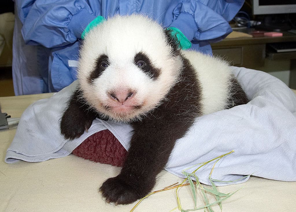 En la imágen de archivo de 2005:
<br>
<br>El 28 de septiembre, los veterinarios aplicaron a una cachorra panda gigante hembra de 8 semanas de edad, con un 6.4 libras, y mididas de 1.5 pies desde la punta de su nariz hasta el final de su cola. (Photo by Ken Bohn/Zoological Society of San Diego via Getty Images)