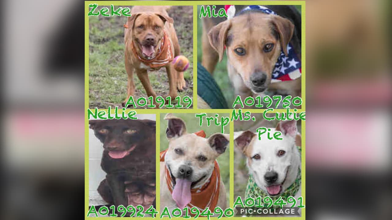 Los perros se encuentran en el refugio del Servicio para Animales del Condado Fort Bend en el 1210 Blume Road en la ciudad de Rosenberg. También puede llamar el 281-342-3411.