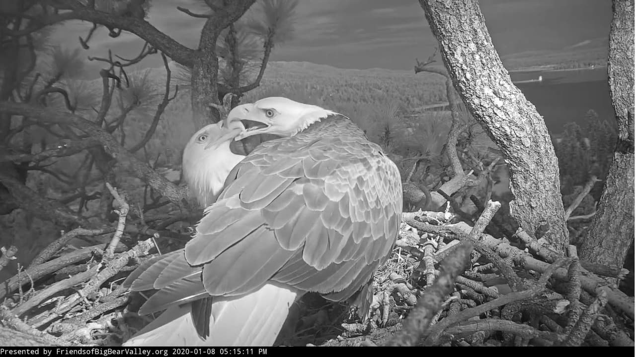 En general, las águilas se aparean de por vida en un 95% de los casos. Estas aves se involucran en un cortejo significativo y un comportamiento de unión de parejas. Una vez que una pareja ha tenido éxito en la reproducción, la pareja probablemente permanecerá junta durante muchos años.