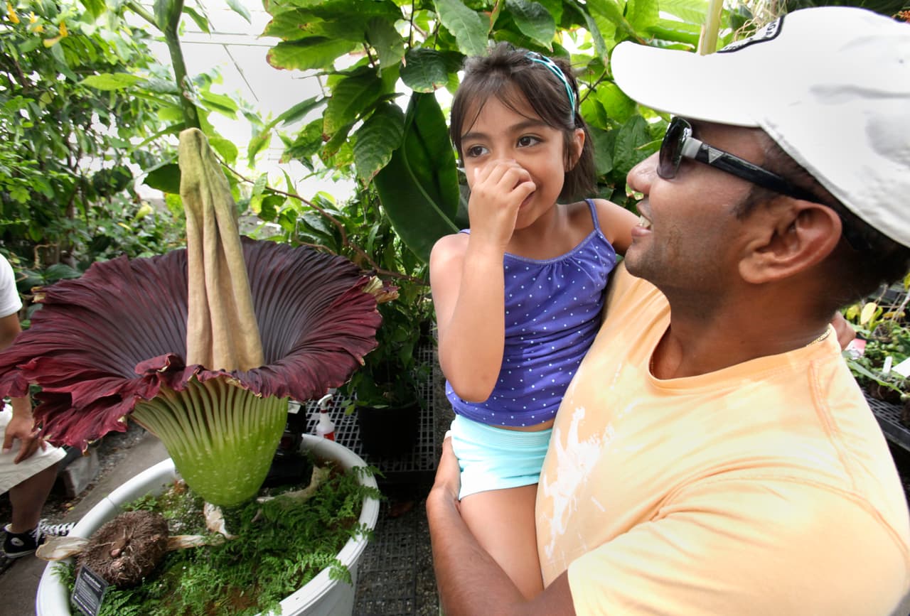 La gigantesca ‘flor cadáver’ está a punto de esparcir su olor a carne podrida