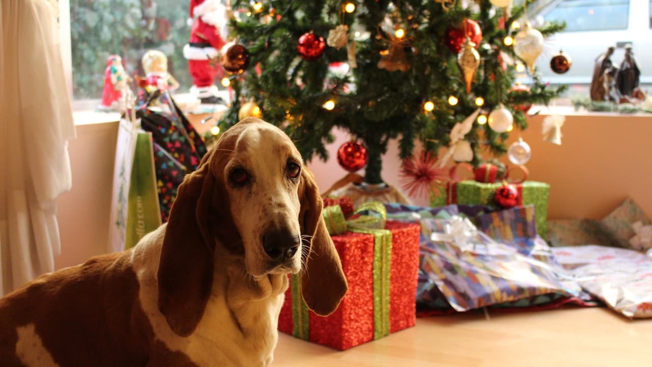Tu mascota también puede disfrutar la Navidad con estos consejos