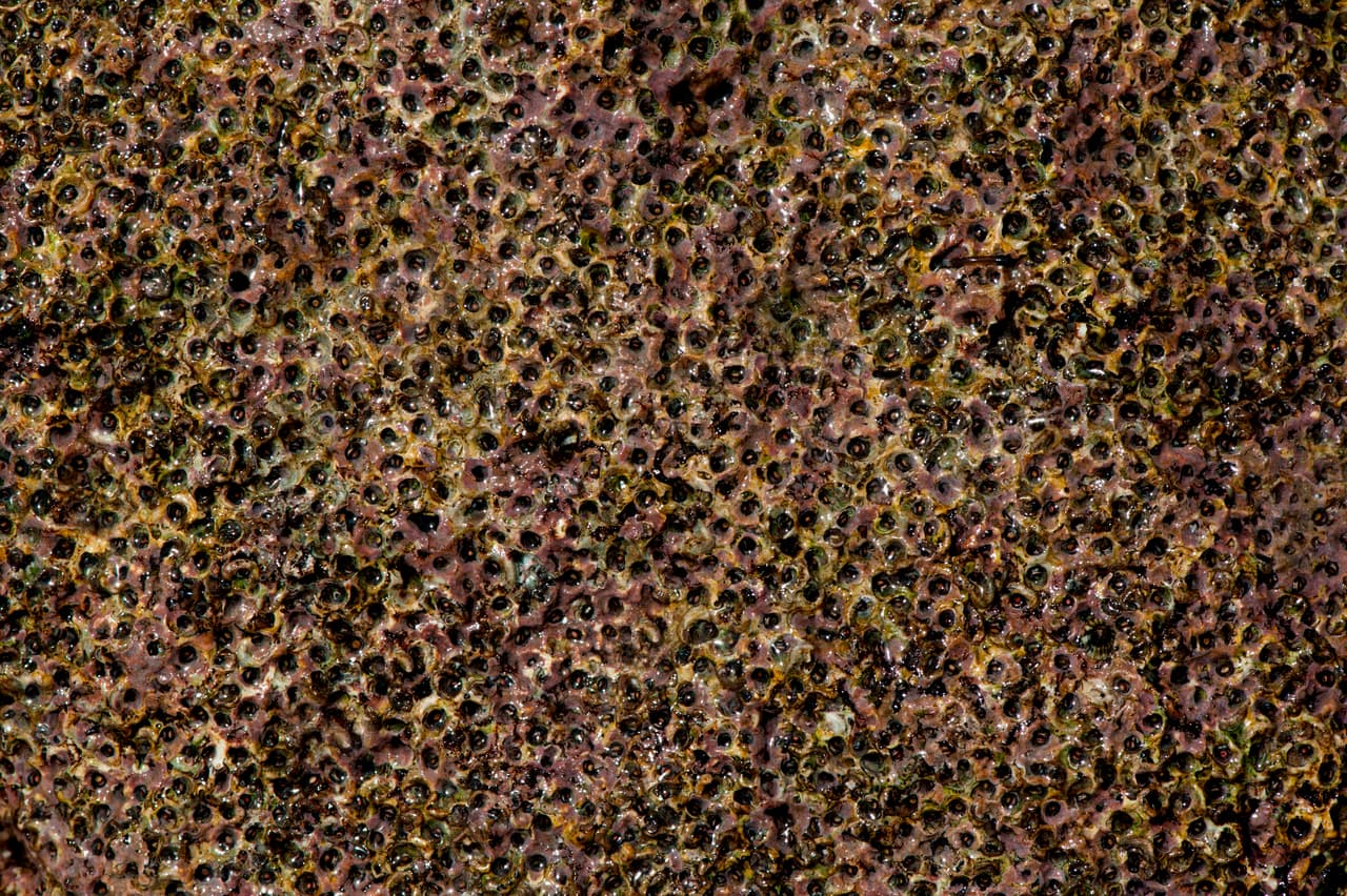 <h3>7. Microalga</h3>Conforme avanzan las investigaciones sobre esta planta se reafirma lo que ya se suponía: éste es “el” ingrediente natural del momento, y del futuro. En cuanto quedaron comprobadas sus propiedades hiperhidratantes así como su alta concentración de vitaminas y antioxidantes, la industria de la belleza se apresuró a incluir el extracto de esta alga en sus productos.