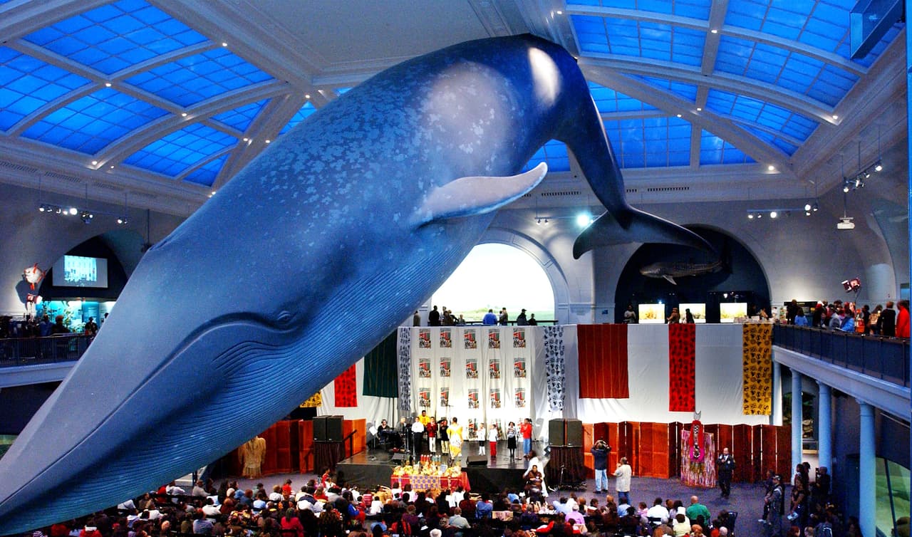 <b>Bajo la ballena del <a href="http://www.amnh.org">Museo de Historia Natural</a> en Nueva York (EEUU)</b>
<br>El mamífero gigante parece sostenerse en el aire mientras surca el enorme atrio del museo. Una gran pieza de 'atrezzo' para una gran foto.