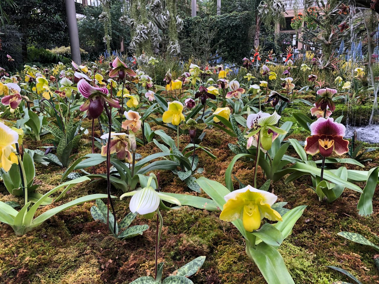 Orquídeas de todo tipo también han sido frecuentemente buscadas por coleccionistas de especies e híbridos.