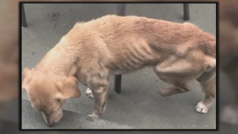 La perrita callejera estaba malnutrida