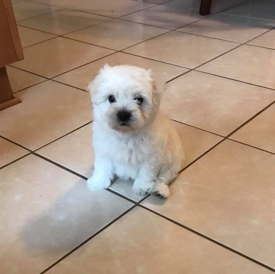 "Ál es Bolillo Duarte, nuestro perrito súper juguetón" - Emynelly Mandoza