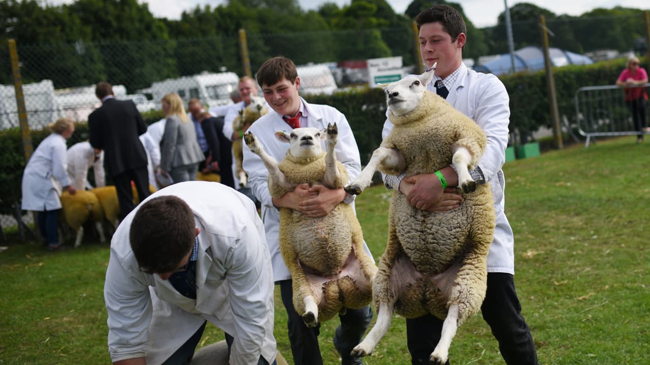 ¿Cuánto pagarías por una oveja? Esta hizo historia al venderse en casi medio millón de dólares