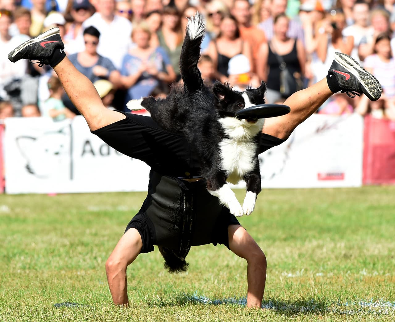 Paco Lobo y su perro Cleo juegan al frisbee en una competición en Polonia, el 4 de septiembre. AFP / JANEK SKARZYNSKI.
