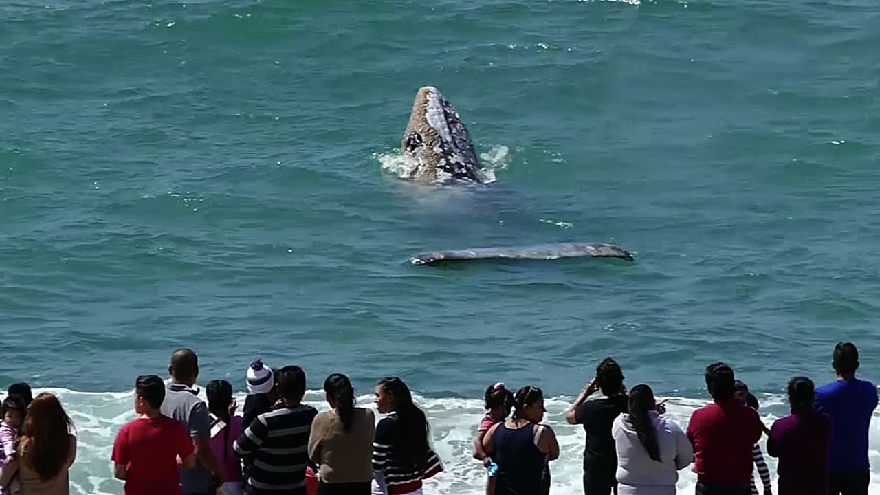 Una ballena sorprende a los visitantes de una playa de Los Ángeles