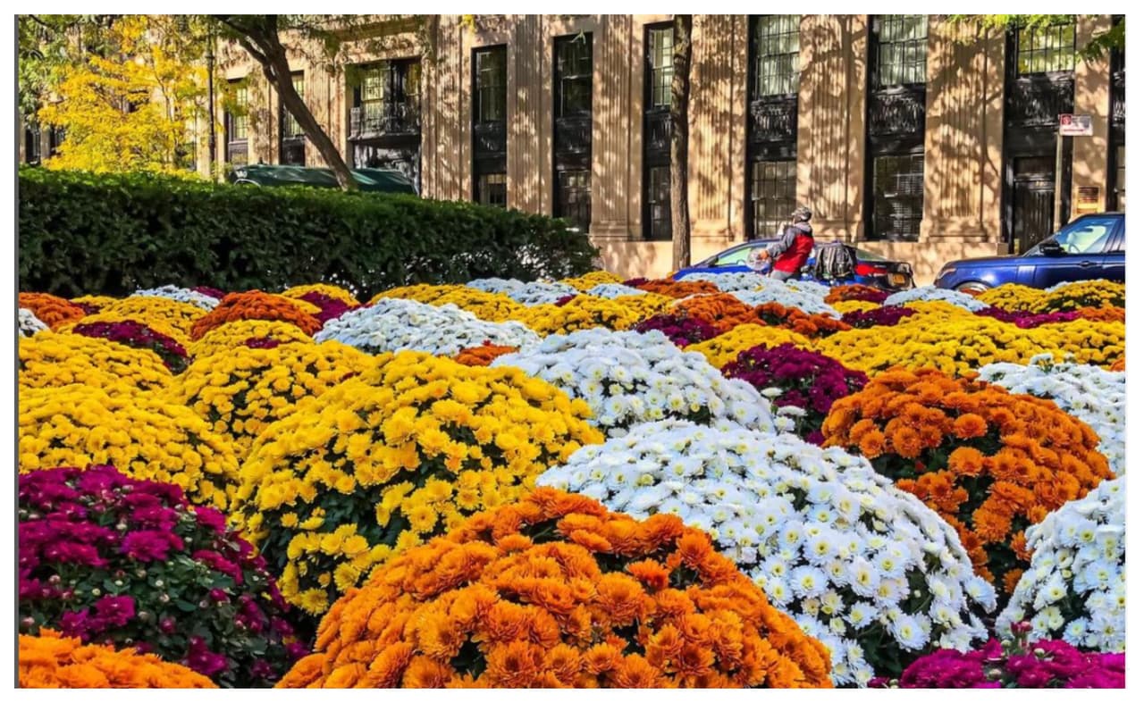 Y esta, del autor Lorin Morgan-Richards: “Los colores del otoño nos recuerdan que todos somos uno bailando en el viento”.
