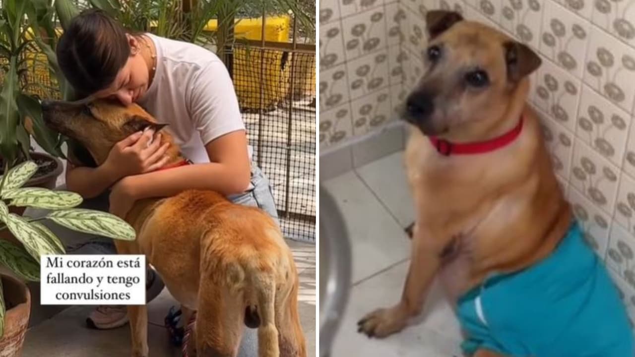 Joven publica en video el último día de su perrito antes de morir y conmueve a TikTok.