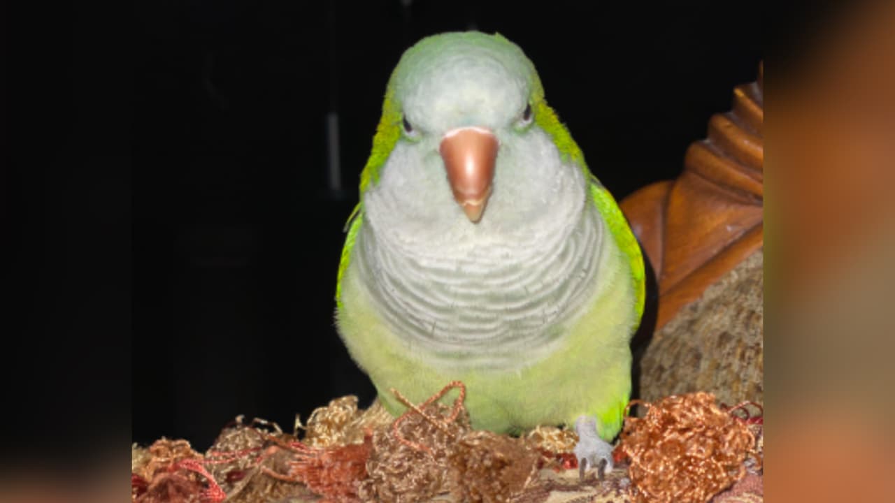 <b>Andrea Moreno</b>: Tito estaba enojado porque no le dábamos su burrito rico que estaba pidiendo.