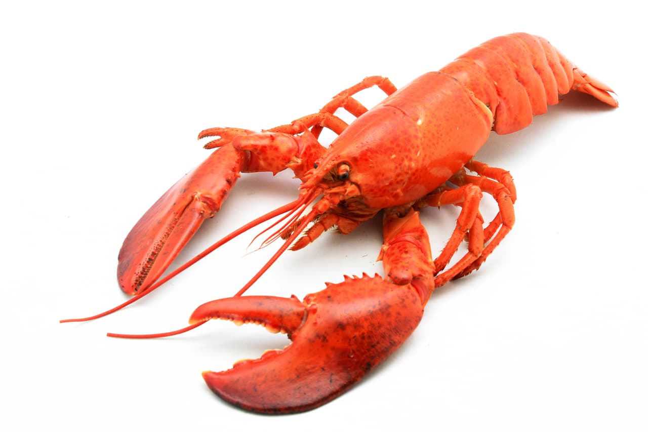 <b>Langostas</b>
<br>Este olvido dejó a alguien sin comer.