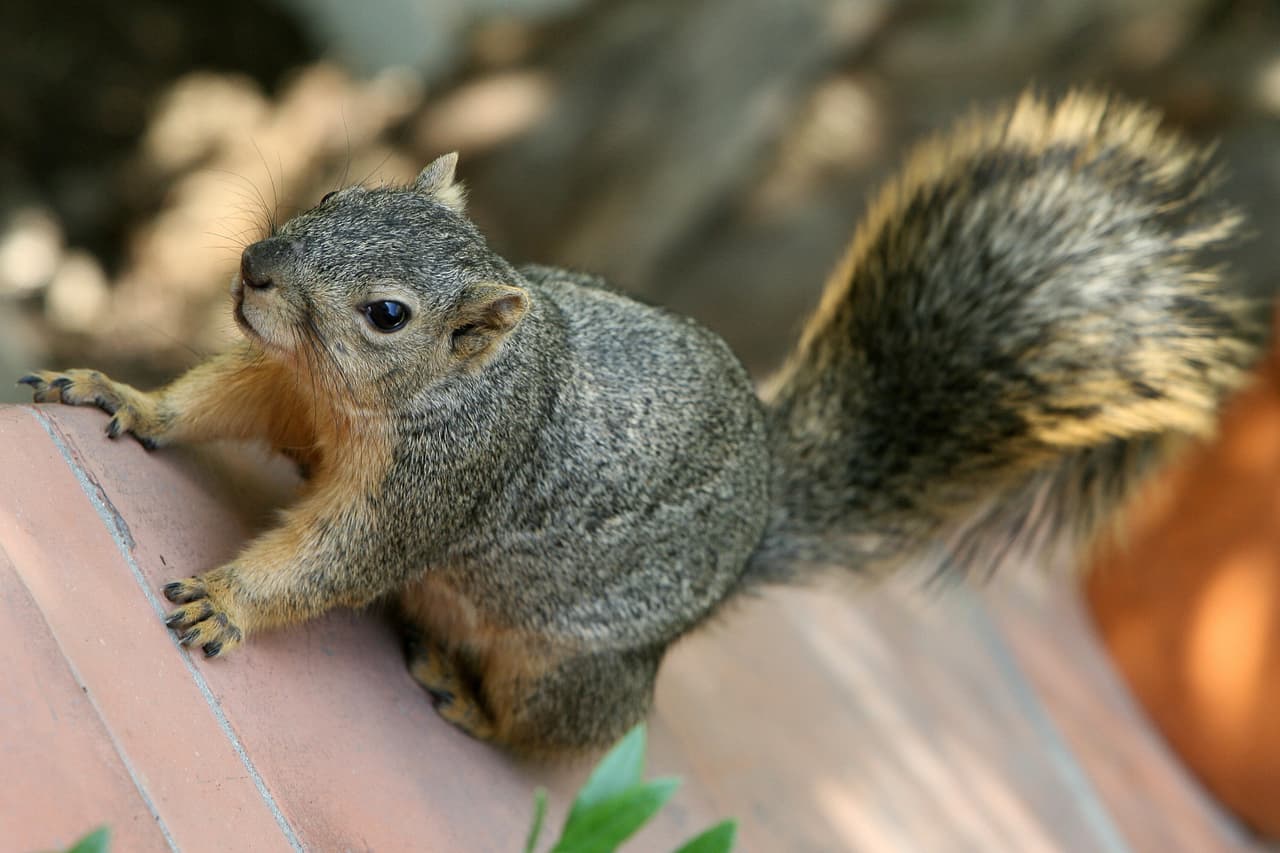 Detectan bacteria de peste bubónica en ardillas del sur de California