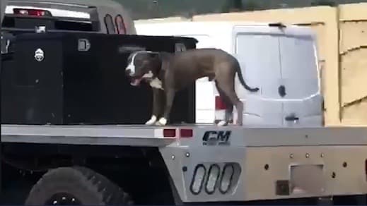 Video crea discusión sobre la seguridad en el transporte de mascotas en Utah