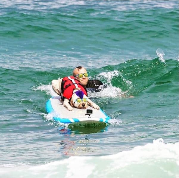 La gran ganadora del día fue una bulldog francesa llamada "Cherie", la cual ocupó el primer lugar en las categorías de perros medianos y superiores.