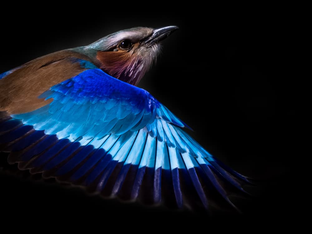 Aunque la extinción es un fenómeno natural, los expertos han determinado que la tasa actual de extinción de aves es entre 1.000 y 10.000 veces más alta que lo que se considera como "normal" y eso es debido a la alteración del hábitat y al uso de agroquímicos en los procesos productivos. Es por eso, que aves como estas ya son un lujo de admirar en África.