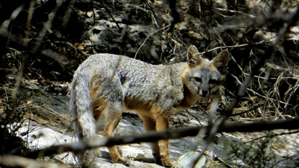 Se insta a cualquier persona mordida por un animal salvaje a contactar a un médico de inmediato.