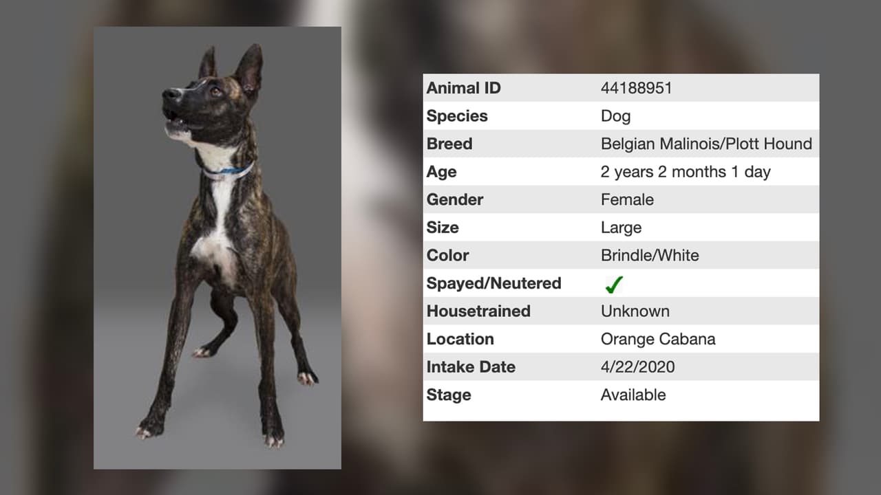 Daffy tiene 2 años y es un perro con mucho porte que está listo para que te lo lleves a casa.