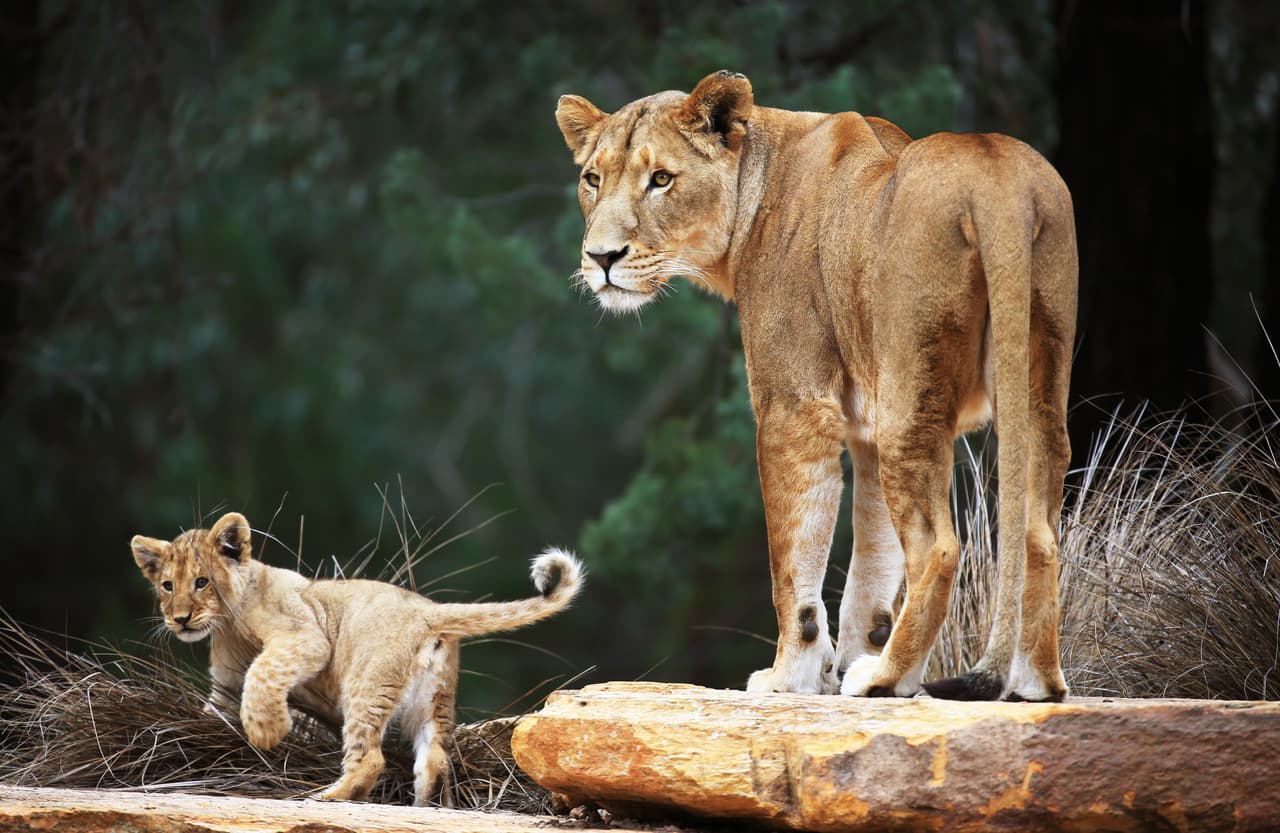 Mamá no hizo nada. Es su día libre, y su peluda pareja debe hacerse cargo.