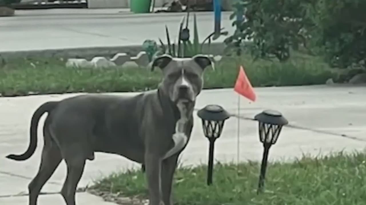 Mujer de la tercera edad es atacada por pitbull en San Antonio; vecinos denuncian incidentes previos
