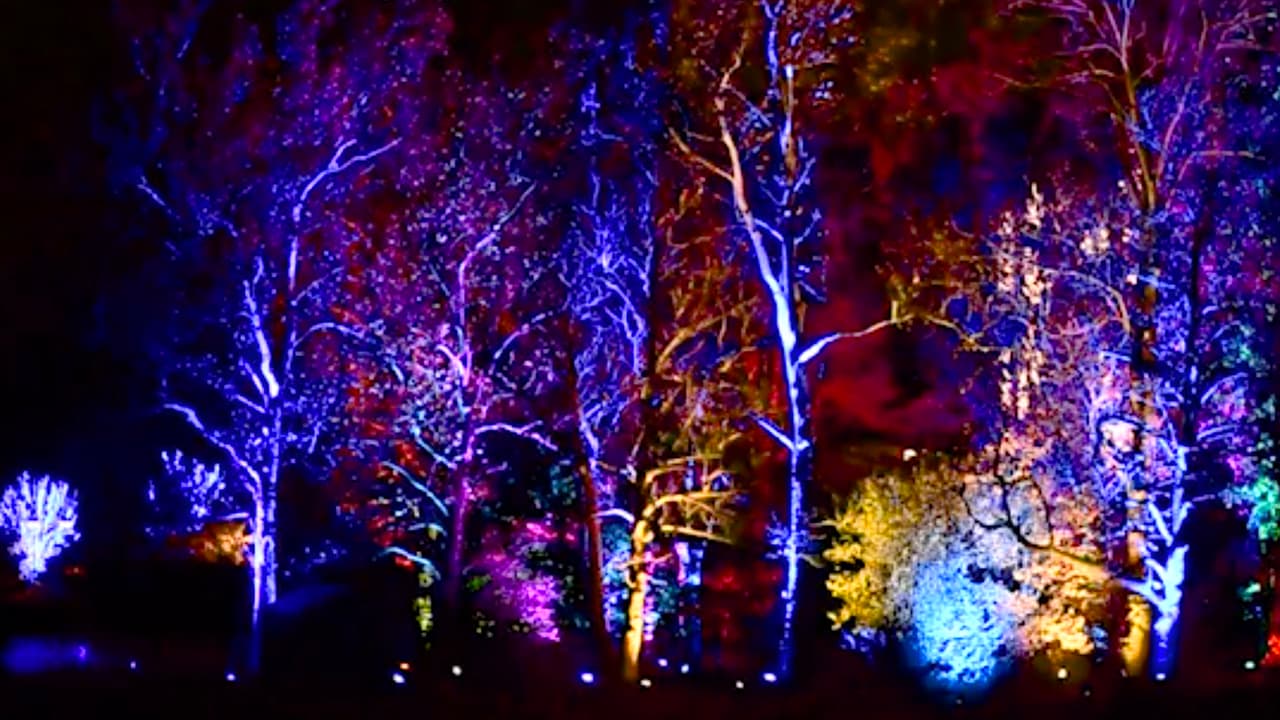 Sí habrá show de luces navideñas este año en el Morton Arboretum, pero con un ligero cambio