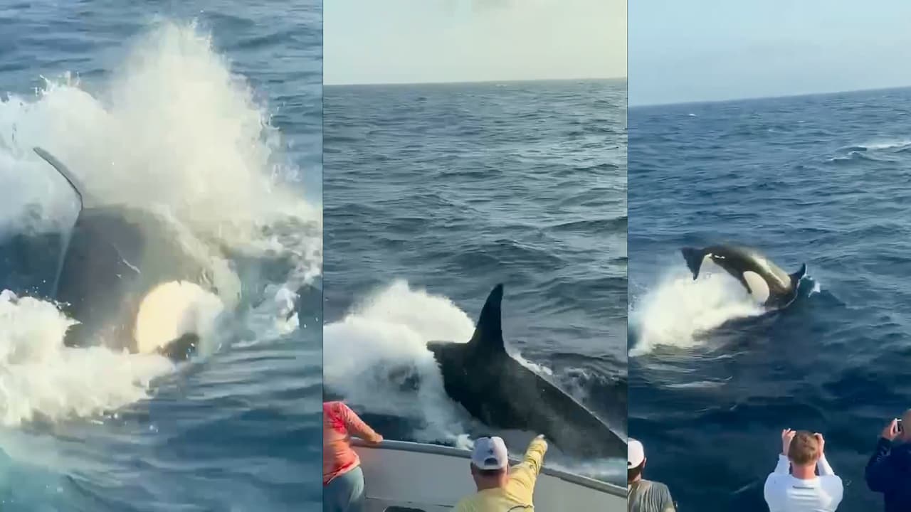 Este video de orcas nadando en las costas de Galveston está cautivando a miles. Te explicamos las razones