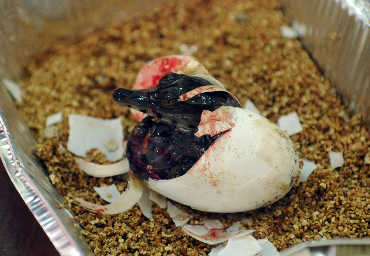 Sabías que el sexo de los cocodrilos se determina a base de la 
<b>temperatura</b> del huevo. Impresionante, ¿verdad? Los machos son perfeccionistas y se producen a una temperatura de 31.6 grados centígrados. Las hembras son más flexibles, así que nacen con una temperatura mayor o menor a la de los machos. Claro, esto puede variar según la especie.